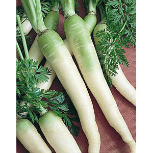 Organic Non-GMO Lunar White Carrot - Click Image to Close