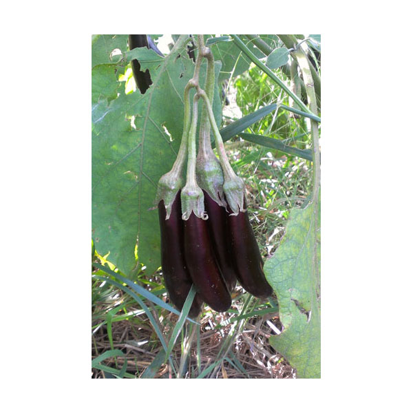 Organic Non-GMO Little Fingers Eggplant