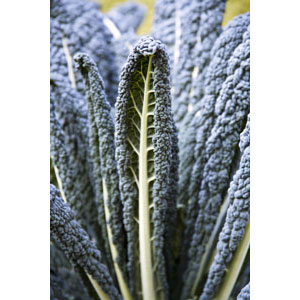 Organic Non-GMO Dinosaur Kale - Click Image to Close