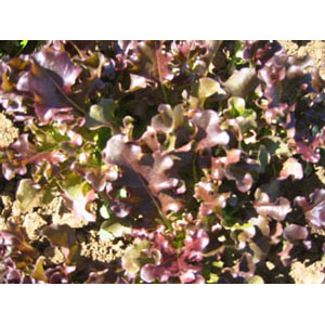Organic Non-GMO Red Garnet Oak Leaf Lettuce