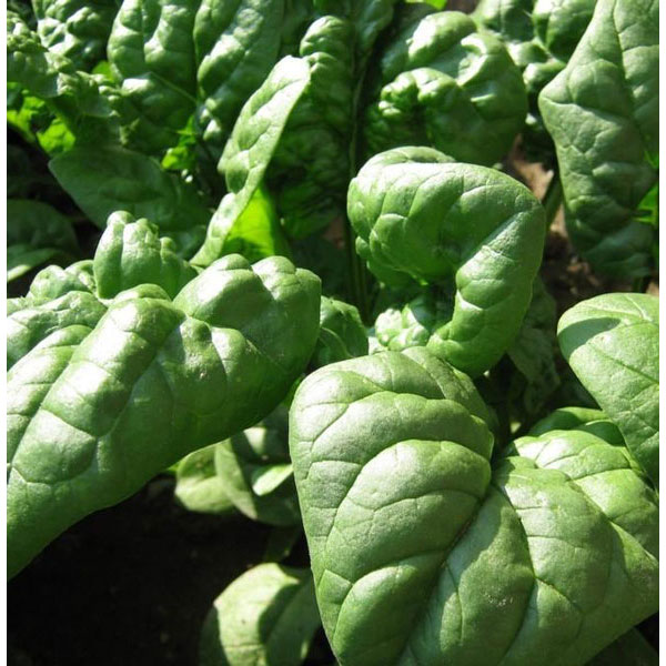 Organic Non-GMO Giant Winter Spinach