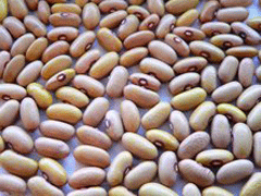 Organic Non-GMO Arikara Yellow Bush Beans