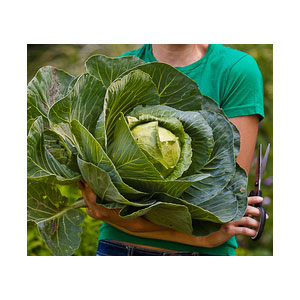 Organic Non-GMO Green Express Cabbage