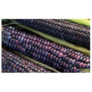 Organic Non-GMO Hopi Blue Corn
