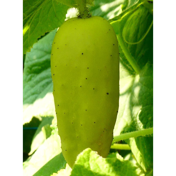 Organic Non-GMO Salt and Pepper Cucumber