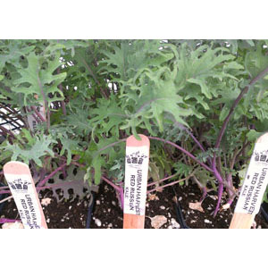 Organic Non-GMO Red Russian Kale