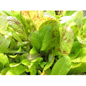 Organic Non-GMO Freckles Lettuce