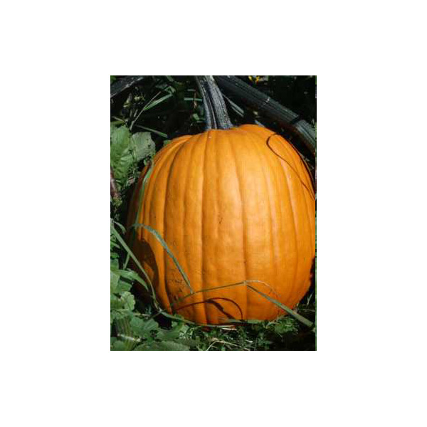 Organic Non-GMO Howden Pumpkin