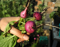 Organic Non-GMO Purple Plum Radish