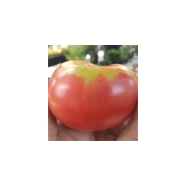 Organic Non-GMO Caspian Pink Tomato 1g
