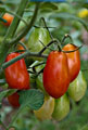 Organic non-GMO Roma Tomato